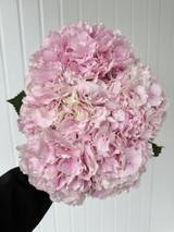 Hydrangeas Verena Pink - 5st. 