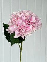 Hydrangeas Verena Pink - 5st. 