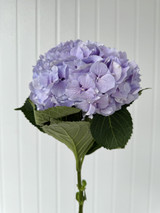 Hydrangeas Royal Benefit - 5st.