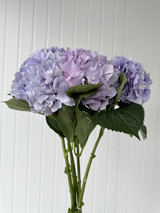 Hydrangeas Royal Benefit - 5st.