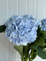 Hydrangeas Verena Blue - 5st.