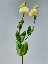 Lisianthus Butter  Yellow - 5 stems