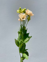 Lisianthus Peach  - 5 stem