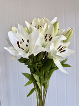 Asiatic Lily White (Ca-Grown) - 10st. 