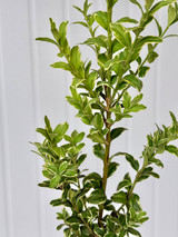 Oregonia Greenery - 10st.