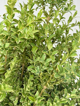 Oregonia Greenery - 10st.