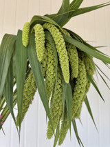 Millet Green Hanging (Ca-grown) - 10st.
