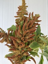 Amaranthus Upright Bicolor Bronze Mix Green (Ca Grown) - 6st