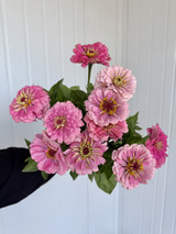 Zinnia Pink - 10st