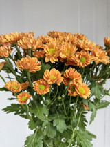 Micro Daisy Poms Brown - 5st . 