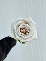 Menta Roses - 25st. 