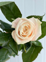 Champagner Roses - 25st. 