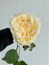 Aurora Garden Rose - 12st