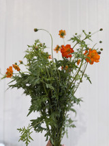 Cosmos Orange - 10st. 