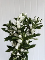 Gentiana White - 10st.