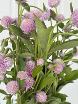 Gomphrena Globe Lavender Blush - 10st.  