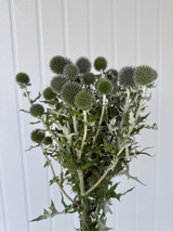 Echinops Globe Thistle - 10st.  Echinops Globe Thistle - 10st.