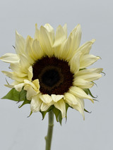Sunflowers White (ca-grown)  - 5st.  