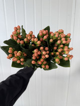 Hypericum Peach  - 10st