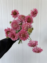 Scabiosa Pink (Ca-Grown) - 10st