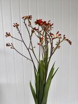 Crocosmia Orange - 10st. 