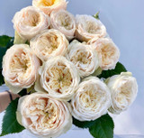 Darlington Garden Rose - 10st.