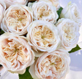 Darlington Garden Rose - 10st.