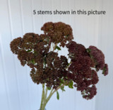 Sedum Bronze - 100 stems (Boxlots)