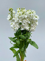 Stock White CA-Grown - 10 stems
