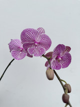 Phaelepnosis Orchid Lavender Pink Candy Stripe (Boxlots)