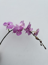Phaelepnosis Orchid Lavender Pink Candy Stripe (Boxlots)