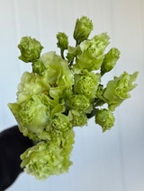 Lisianthus Double Rosanne Green - 5st.