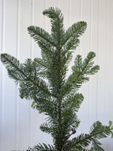 Noble Fir Tips 25lbs Case 