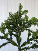 Silver Fir Tips 25lbs Case 