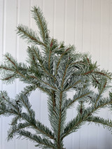 Silver Fir Tips 25lbs Case 