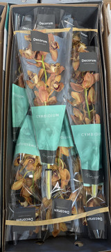 Cymbidium Charlie Brown Boxlot - 8st