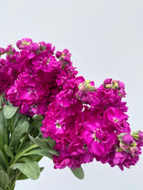 Stock Hot Pink CA-Grown - 10 stems