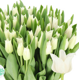 Tulip Lily Flowered White Liberstar Boxlot - 15 bunches (150st. total)