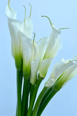 Callalies White - 50st. (5bu.)