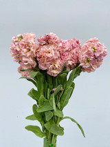 Stock Peachy Pink CA-Grown - 10 stems