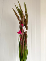 Gladiola Glad-A-Way Hot Pink Ca-grown - 50st. (5bu.)