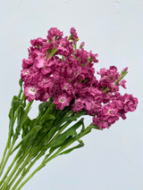 Stock Mauve - 10 stems