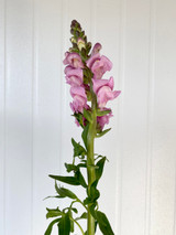 Snapdragon Lavender Ca-Grown - 50st. (5bu.)