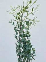 Gunni Eucalyptus CA-Grown - 10 stems