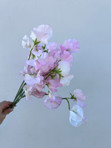 light pink sweet peas wholesale