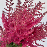 Astilbe Burgundy - 50st (5bu.)