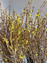 Forsythia Yellow - 10 bunches (80 st total)