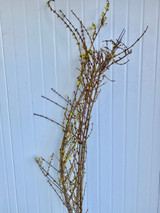 Forsythia Yellow Oregon Grown (6 ft.) - 50st. (10bu.)