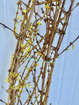 Forsythia Yellow Oregon Grown (6 ft.) - 50st. (10bu.)