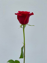 Freedom Roses (Red) - 25 stems